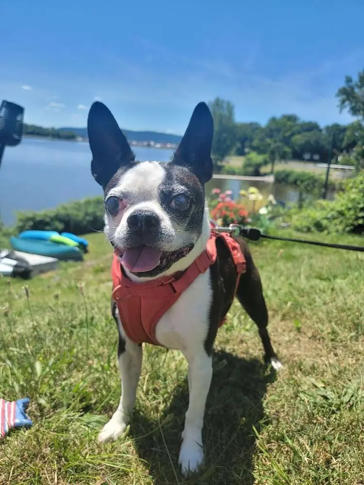 Boston terrier by the lake