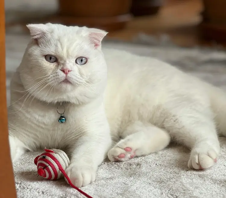 A white fluffy cat, playing with yarn.