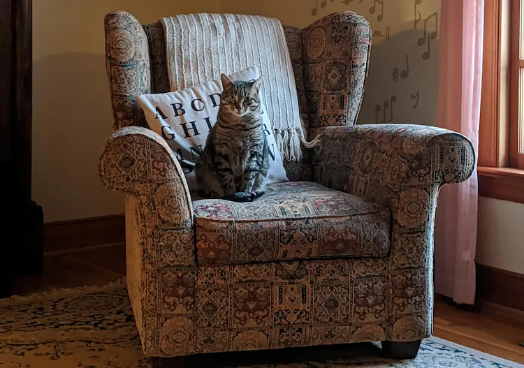 A cat, stting on a chair.