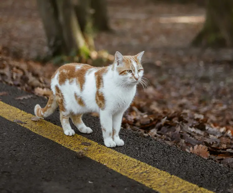 An orange and white colored cat, walking beside the road.