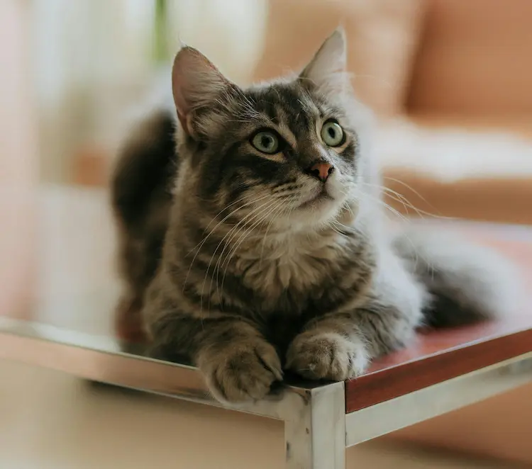A cat, sitting on a table.