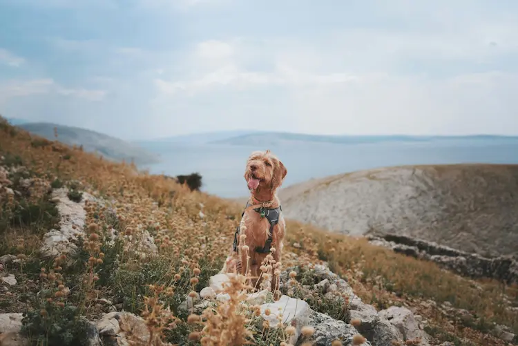 A dog in front of mountains.