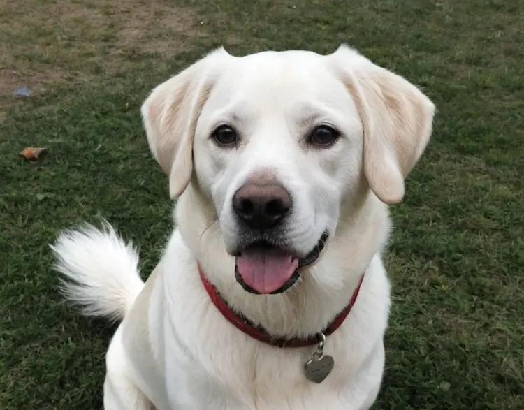 A white labrador.