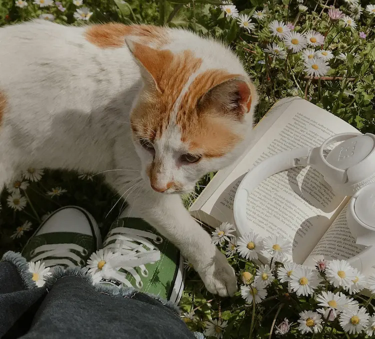 A cat, walking past a girl sitting in a garden.