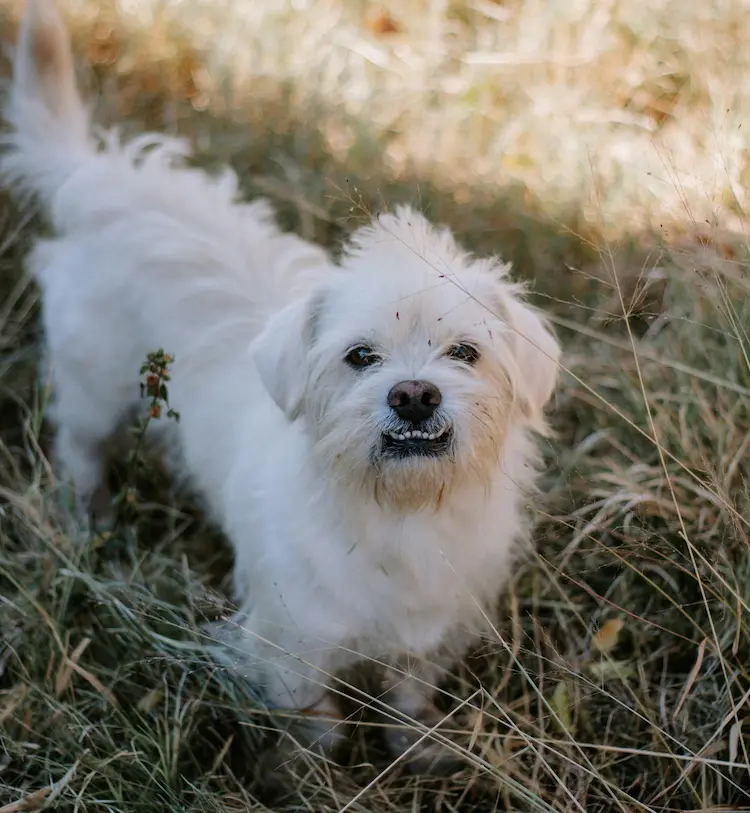 A white, fluffy dog, smiling at the camera.