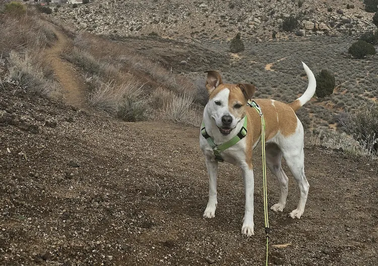 A pup on a mountain.