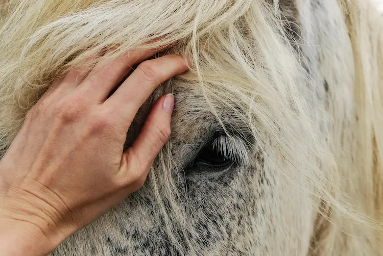 A girl, petting a white horse.