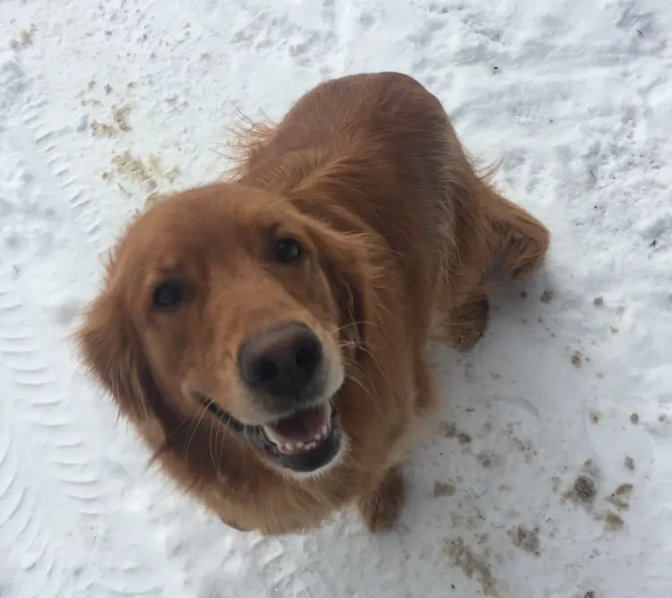 A golden retriever, looking up at the camera and smiling.