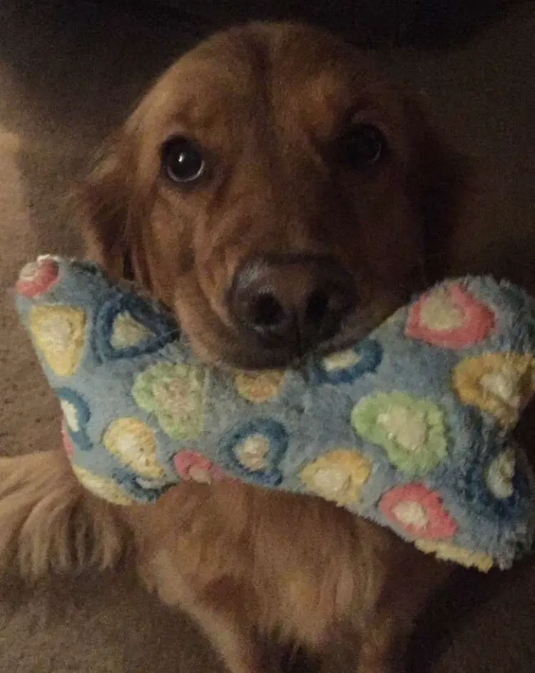 A golden retriever, holding a toy bone in her mouth.