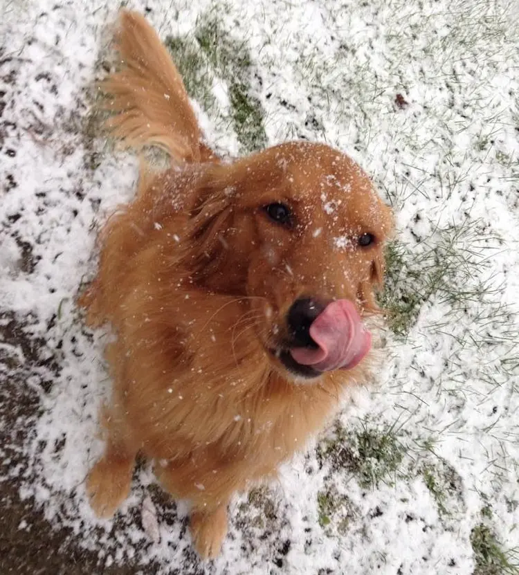 A golden retriever, catching snowflakes with her tongue.
