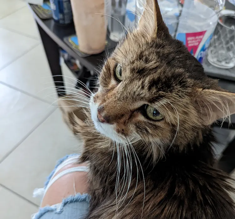 A kitty, looking up at the camera.