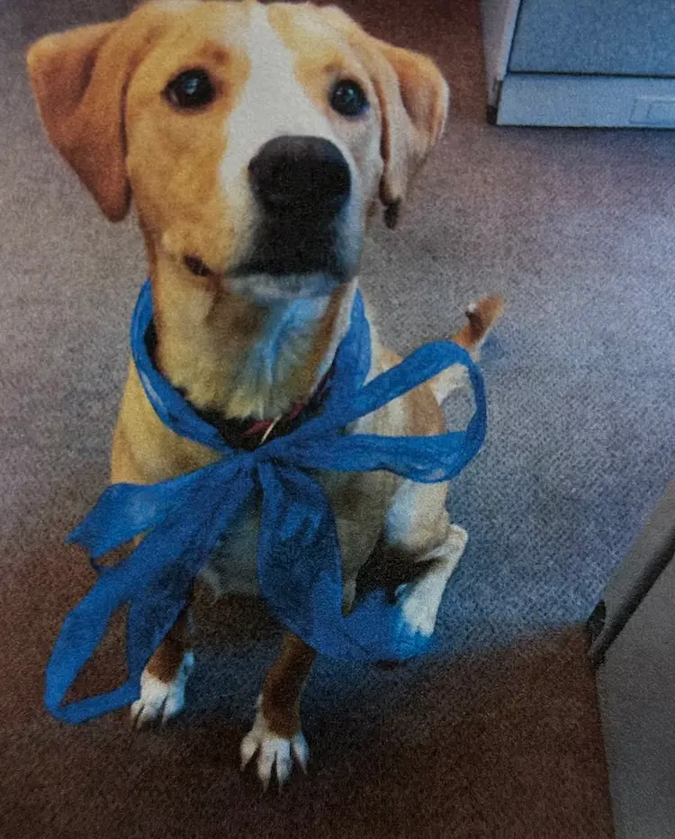 A sweet pup looking up at the camera, with a big, blue ribbon tied around his collar.