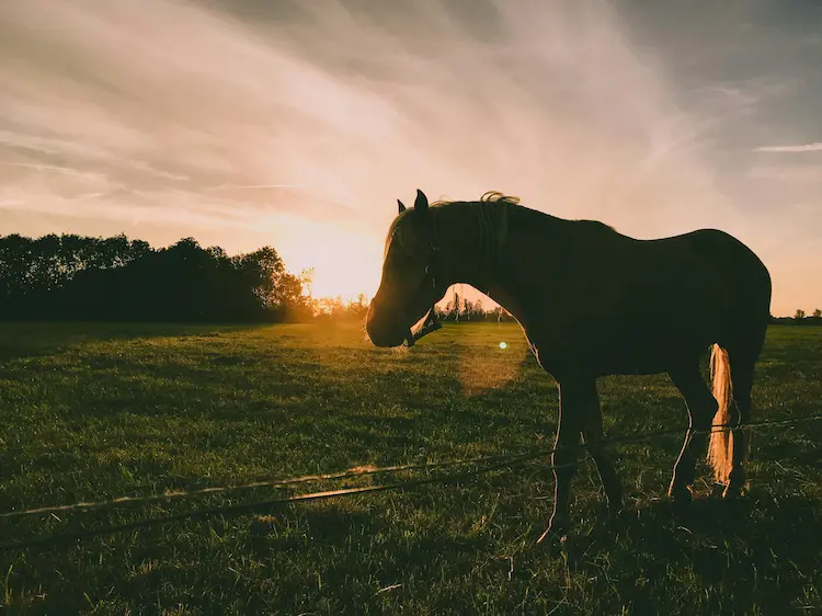 A horse in a pasture at sunset.