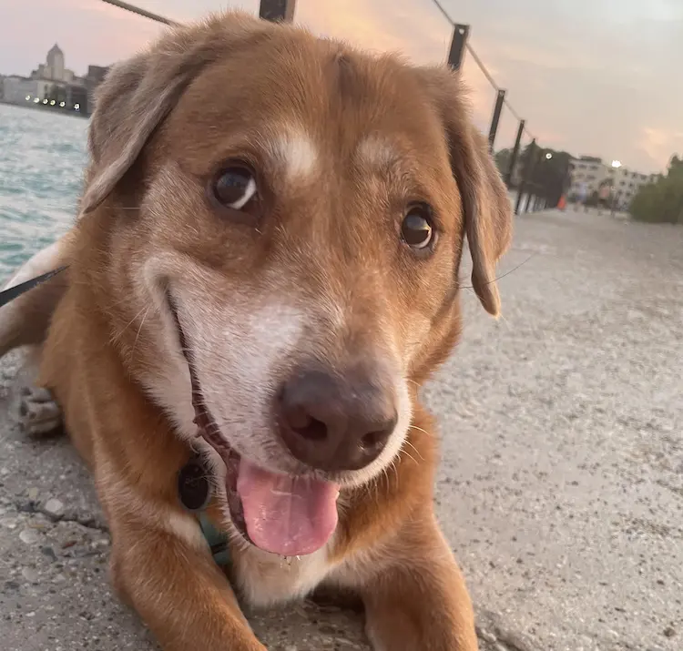 A big, brown dog, smiling at the camera.