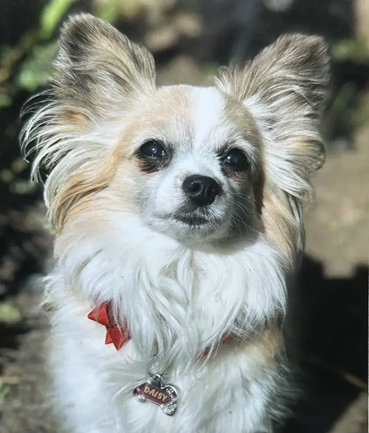 A light-coated chihuahua, looking up at the camera.