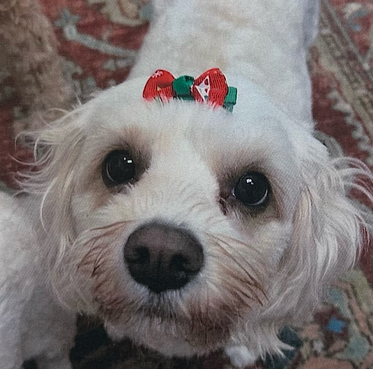 A little white dog with a red and green bow on her head, looking up.