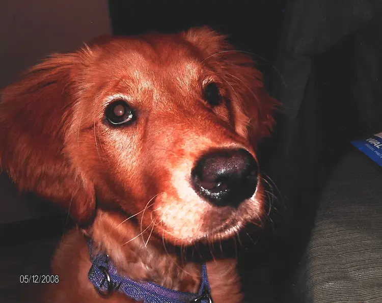 A golden retriever puppy, looking at the camera.