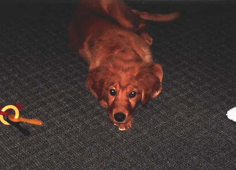 A golden retriever puppy, laying on the floor.