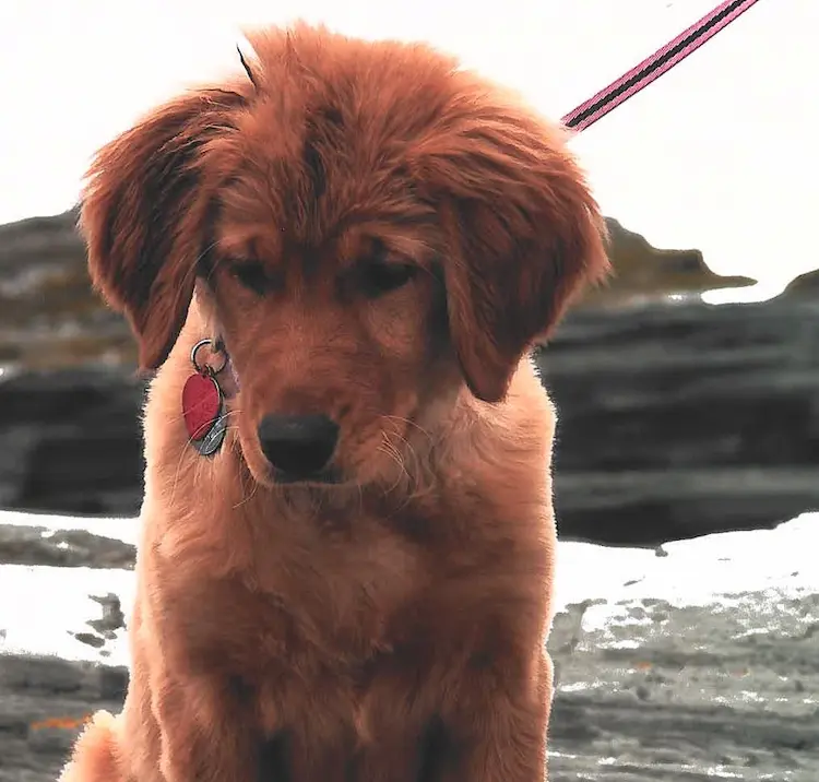 A golden retriever puppy on a leash, looking down on the ground.