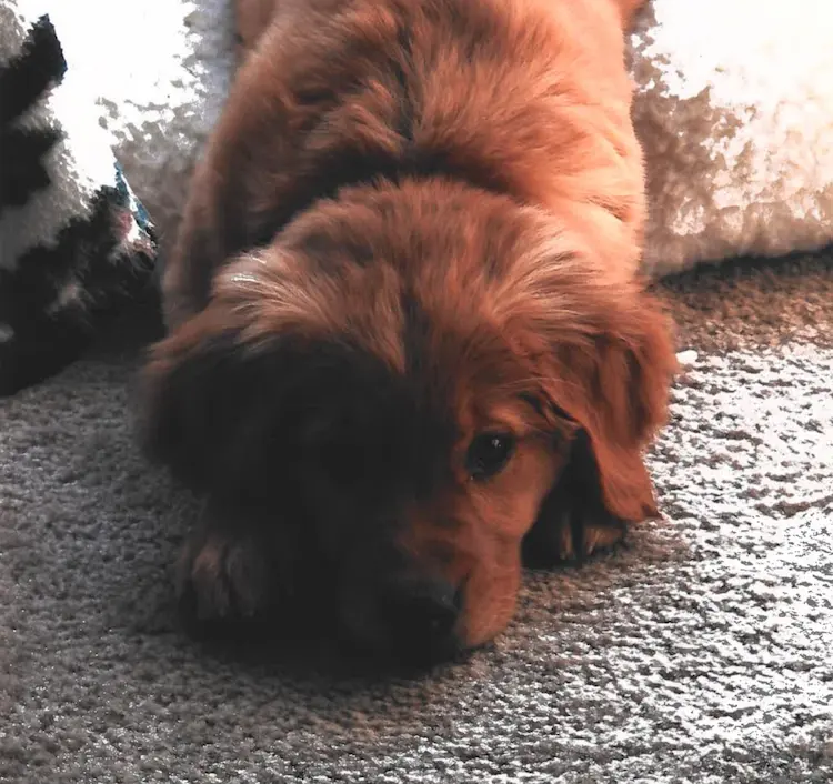 A golden retriever puppy, laying on the ground.